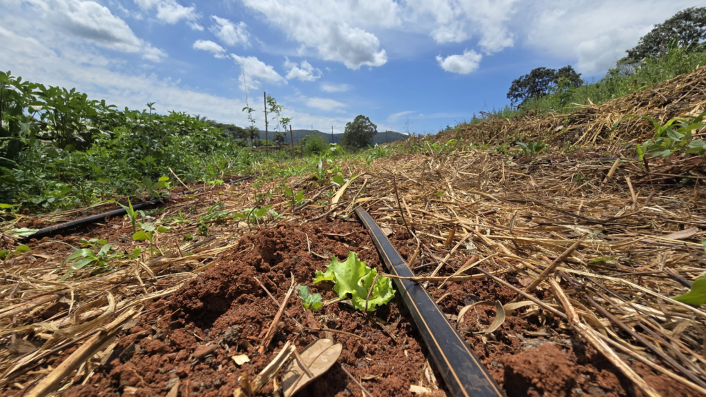 Projeto que cuida da ‘saúde do solo’ abrange 1,8 mil propriedades rurais de MG 3 image 115